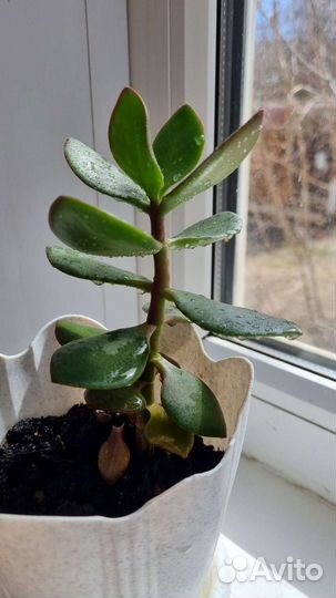 Комнатные цветы