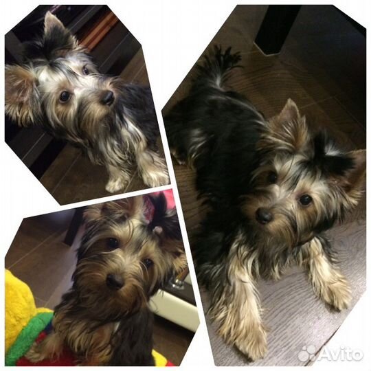 Ищем невесту на вязку