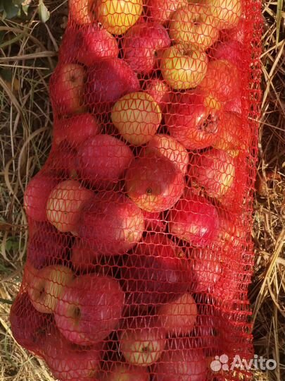 Яблоки на переработку