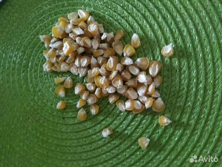 Семена кукурузы Сахарная Лакомка