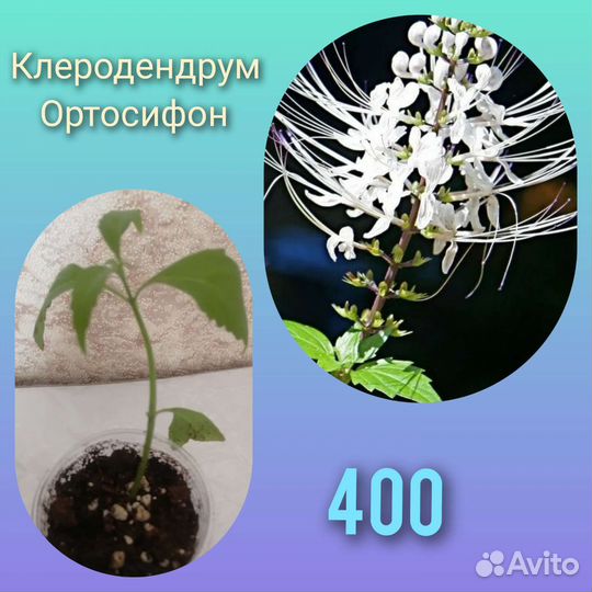 Клеродендрумы 2 вида