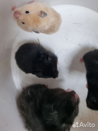 Сирийский хомяк