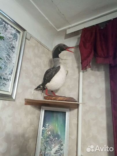 Чучела крохаля настоящие