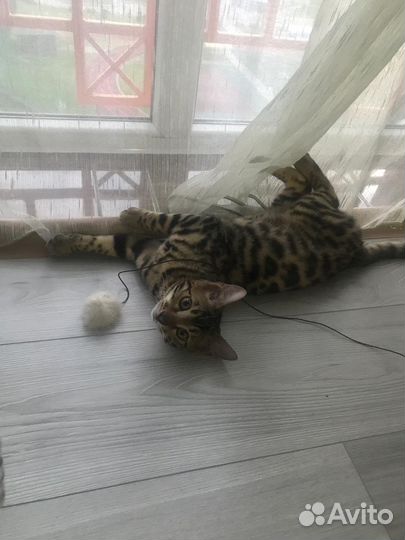 Бенгальский кот