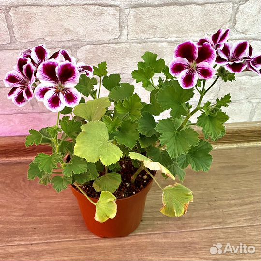 Пеларгонии сортовые