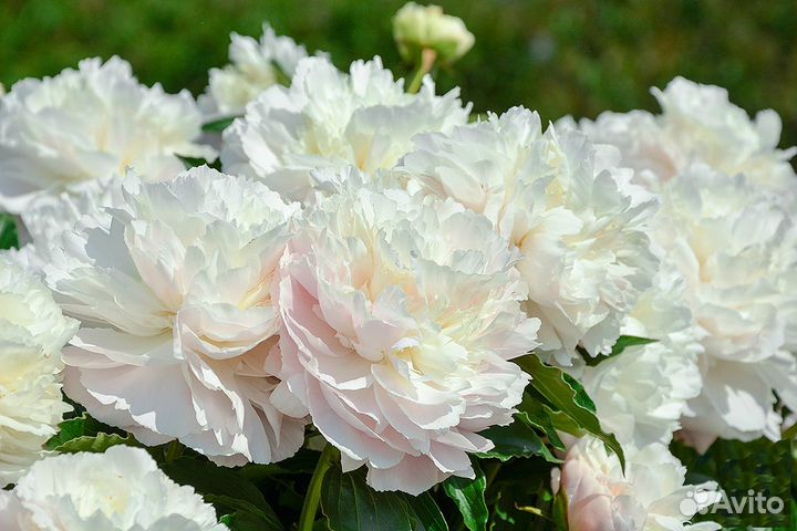 Пион белый махровый