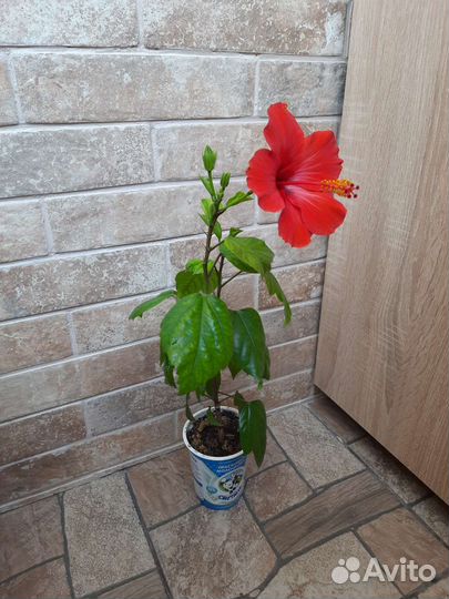 Гибискус китайская роза цветущий красный