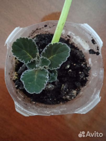 Цветы домашние