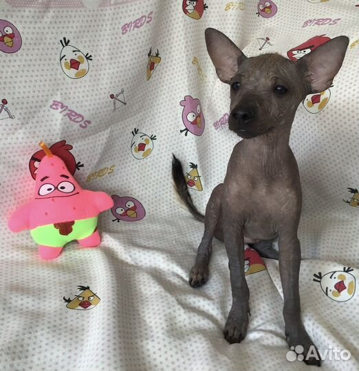 Ксолоитцкуинтли mini