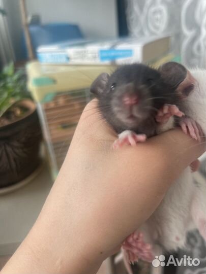 Мышки ручные добрые