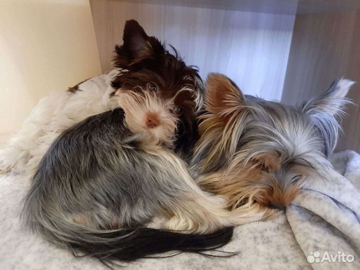 Йоркширский терьер вязка