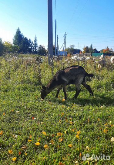 Козочки и козлики от высокоудойных родителей