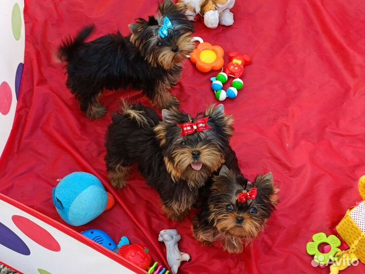 Йорки. Документы. Клеймо. Беби фейс. Привиты