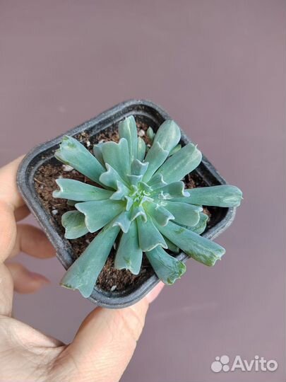 Эчеверия Топси-Турви