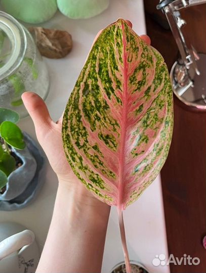 Розовая Аглаонема баттерфляй