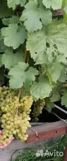 Саженцы и черенки винограда