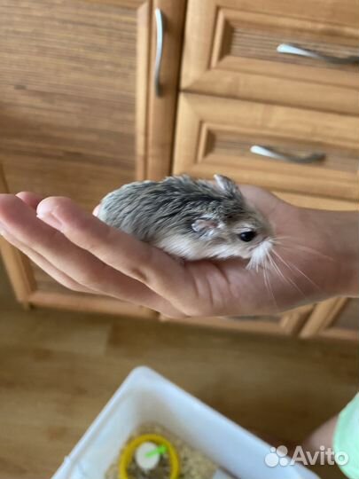 Джунгарские хомячки