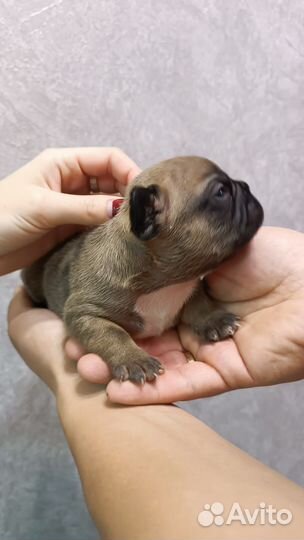 Французский бульдог