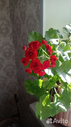 Пеларгония герань