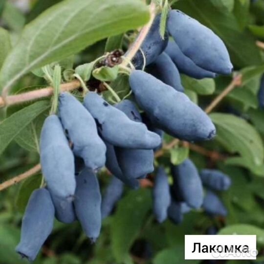 Жимолость. Саженцы жимолости