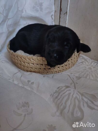 Спаниель помесь