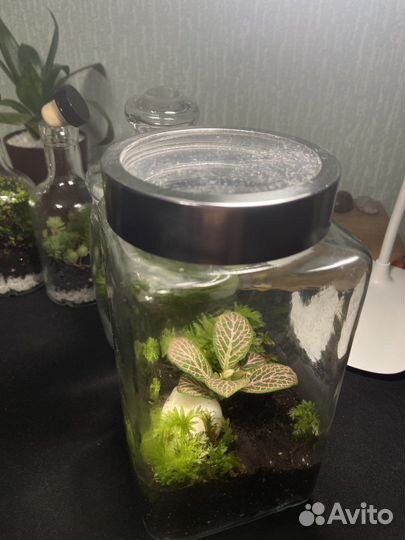 Баночка с растениями. Закрытый флорариум