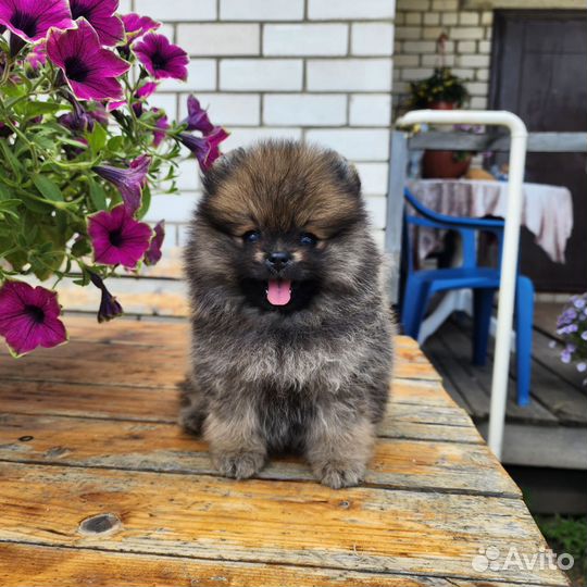 Шпиц девочки