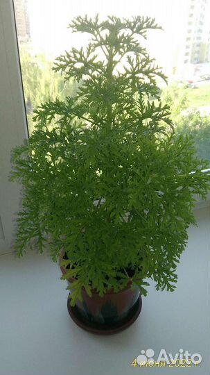 Душистая лечебная герань