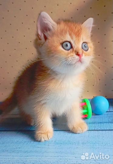 Золотые шотландские котята