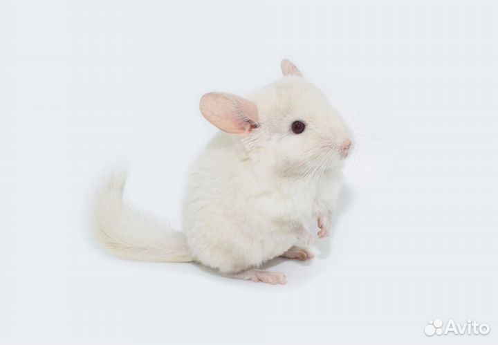 Шиншиллы молодые. Большой выбор
