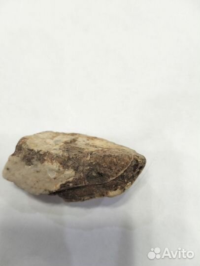 Окаменевшие ракушки