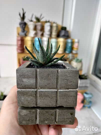 Суккуленты