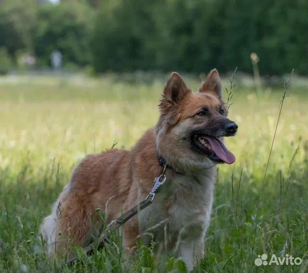 Рыжий пушстик Изюмчик в добрые руки