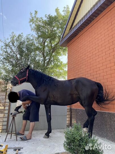 Карачаевский жеребец