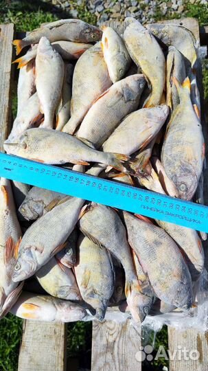 Рыба свежемороженая оптом от100кг