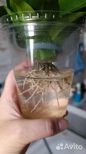 Фикус Экзотика