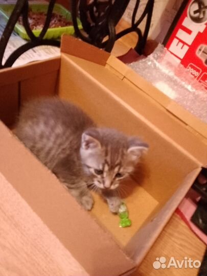 Котик добрые руки