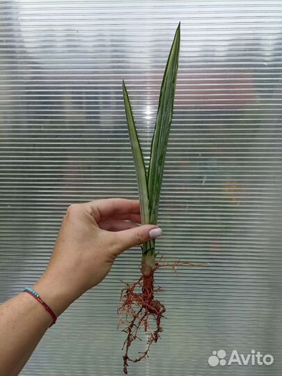 Сансевьерии. Часть 1