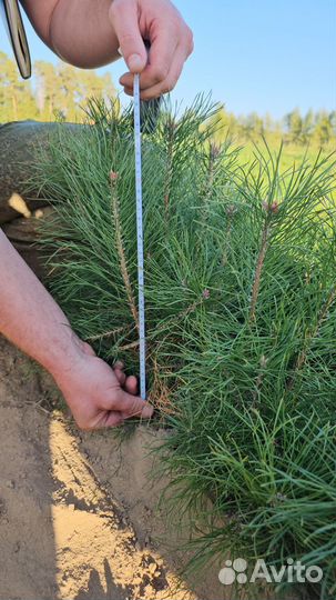 Саженцы сосны окс от производителя