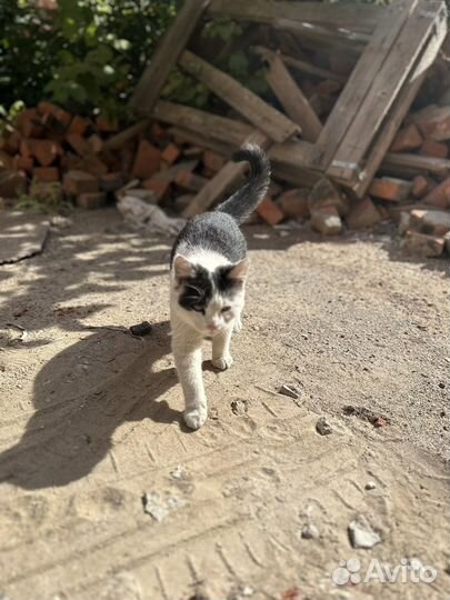 Котенок бесплатно