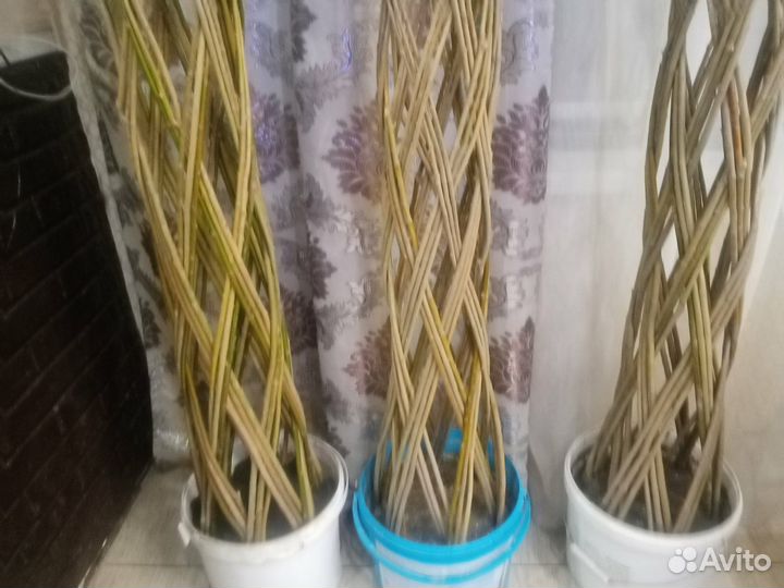 Русская пальма для сада