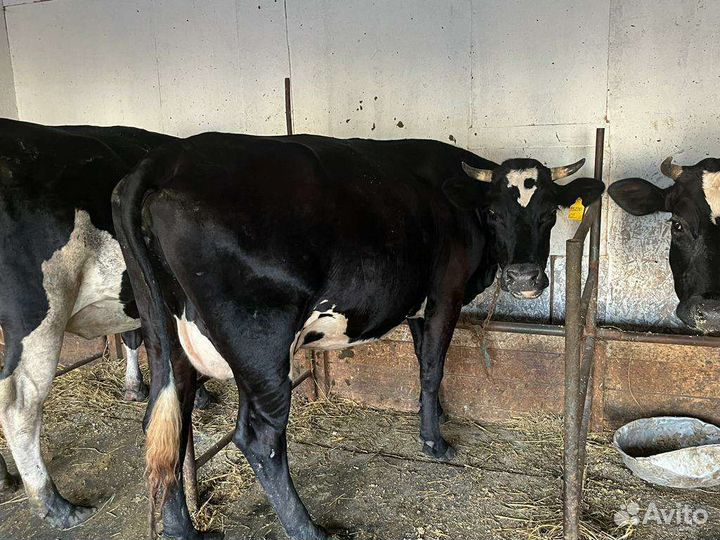 Коровы дойные и телка