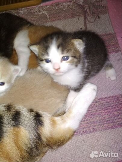Котята красивые в добрые руки