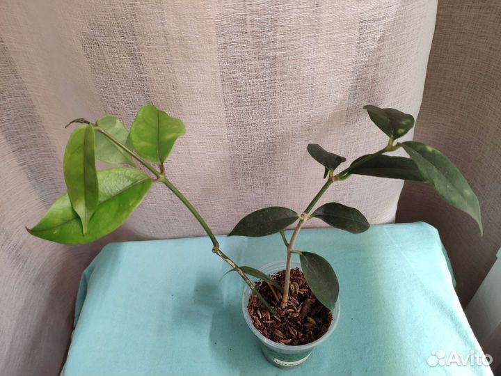 Хойи. Много №9