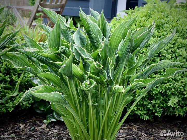 Хоста Праинг Хендс