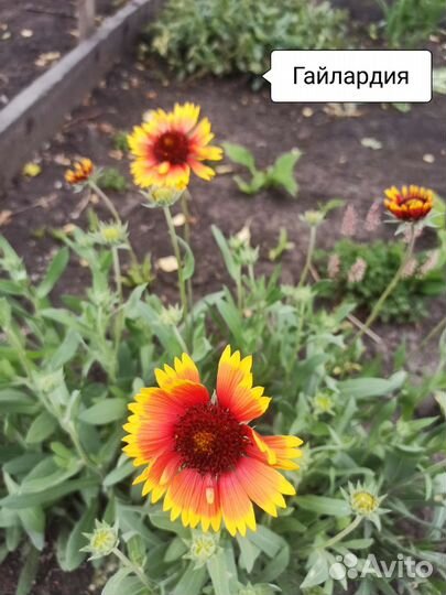 Многолетние цветы