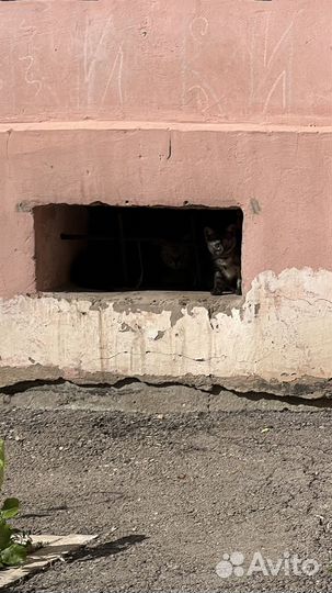 Кошка с котятами