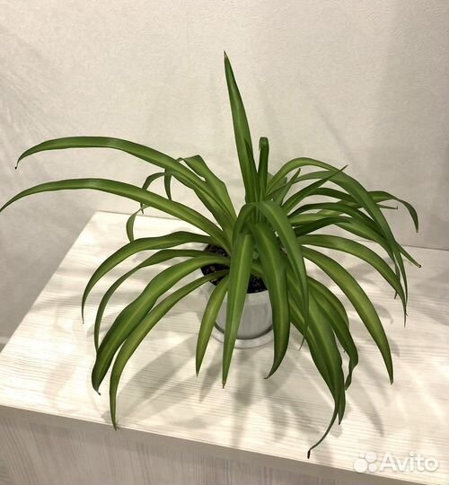 Хлорофитум