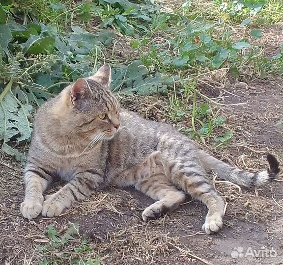 Котик в добрые руки