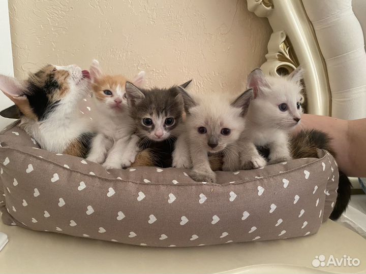 Котята в добрые руки